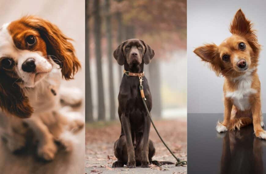 Scientists finally reveal the world's most 'dumb' dog breed: is it yours?