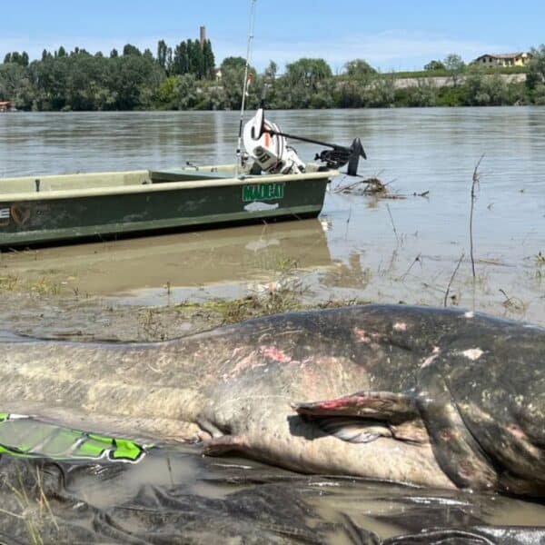 The miraculous catch: how a seasoned angler broke records with a 9-foot catfish