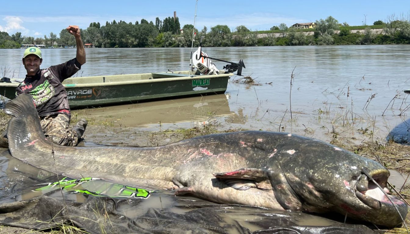 The miraculous catch: how a seasoned angler broke records with a 9-foot catfish