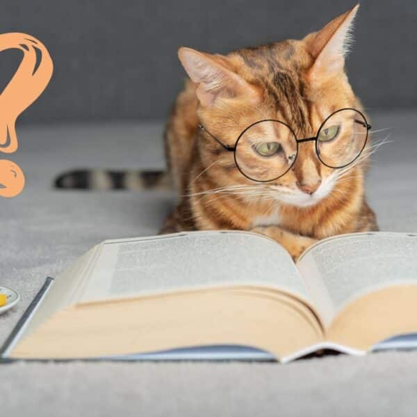 Does your cat make the cut? Find out if you own one of the top 4 smartest cat breeds now!