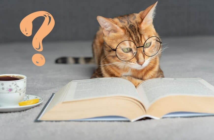 Does your cat make the cut? Find out if you own one of the top 4 smartest cat breeds now!