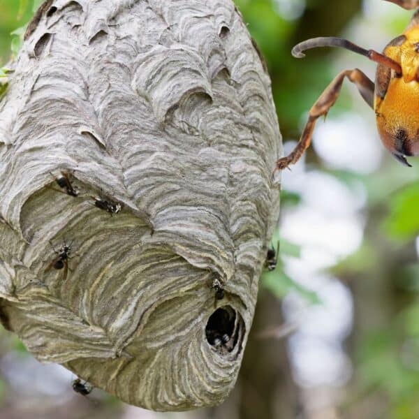 An inventive solution to eliminate asian hornets efficiently