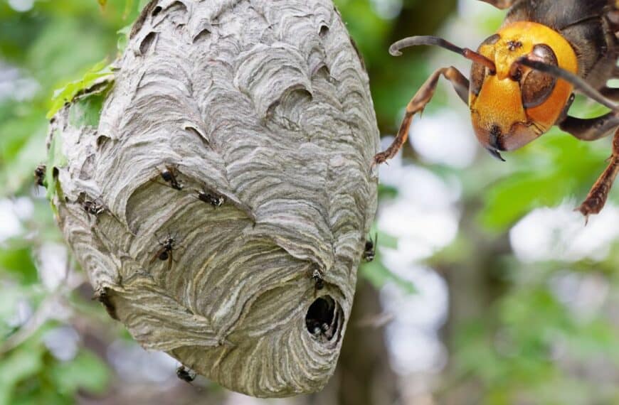 An inventive solution to eliminate asian hornets efficiently