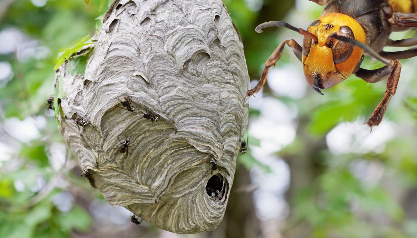 An inventive solution to eliminate asian hornets efficiently